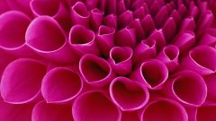 Tapeta Nature Flowers 074.jpg